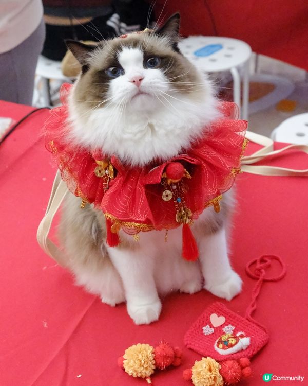 新年好去處の北角匯💖新年毛孩派對！🧧🤩