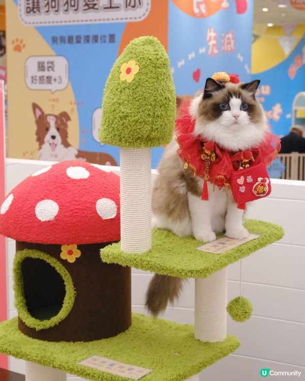 新年好去處の北角匯💖新年毛孩派對！🧧🤩