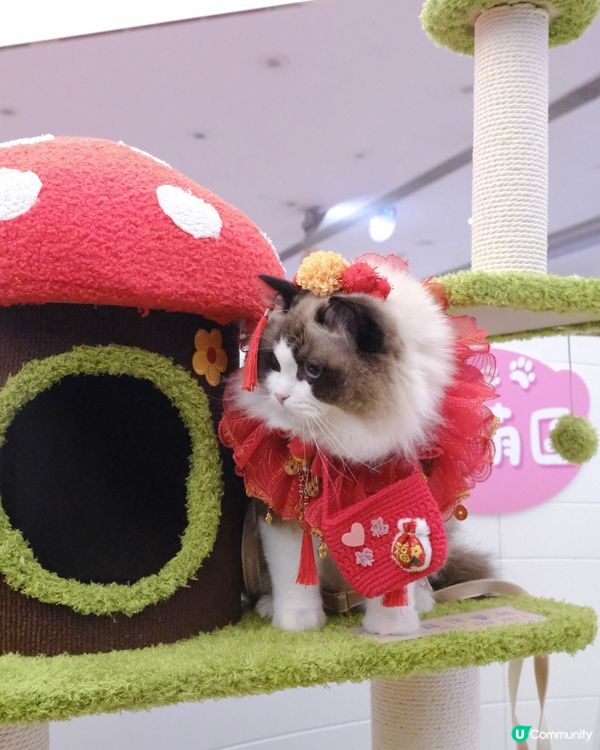 新年好去處の北角匯💖新年毛孩派對！🧧🤩