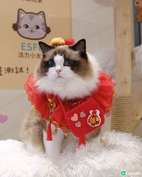 新年好去處の北角匯💖新年毛孩派對！🧧🤩