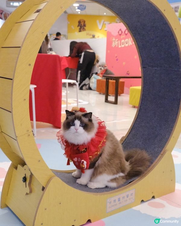 新年好去處の北角匯💖新年毛孩派對！🧧🤩