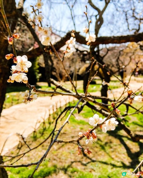 梅影弘道館，文武兩道傳 🌸
