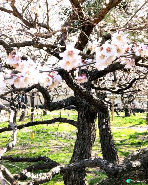 梅影弘道館，文武兩道傳 🌸