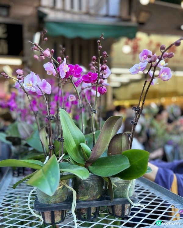 旺角花墟年宵！行過路過唔好錯過！💐✨