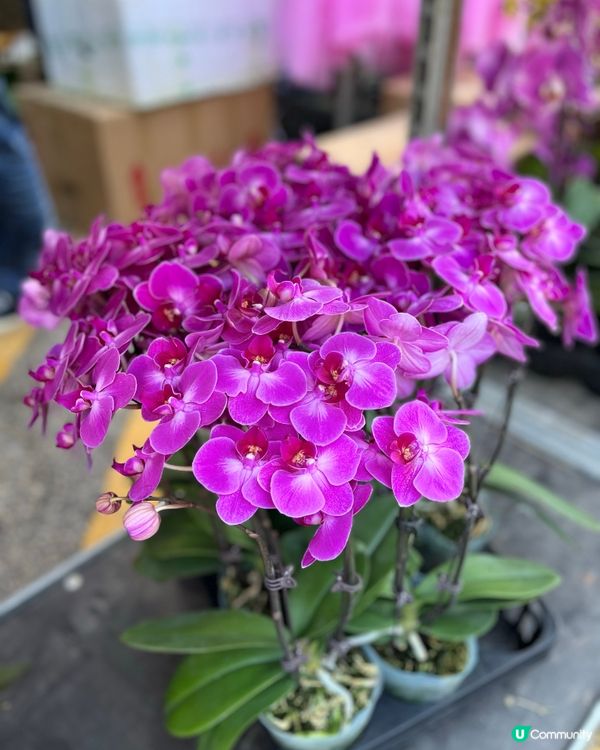 旺角花墟年宵！行過路過唔好錯過！💐✨