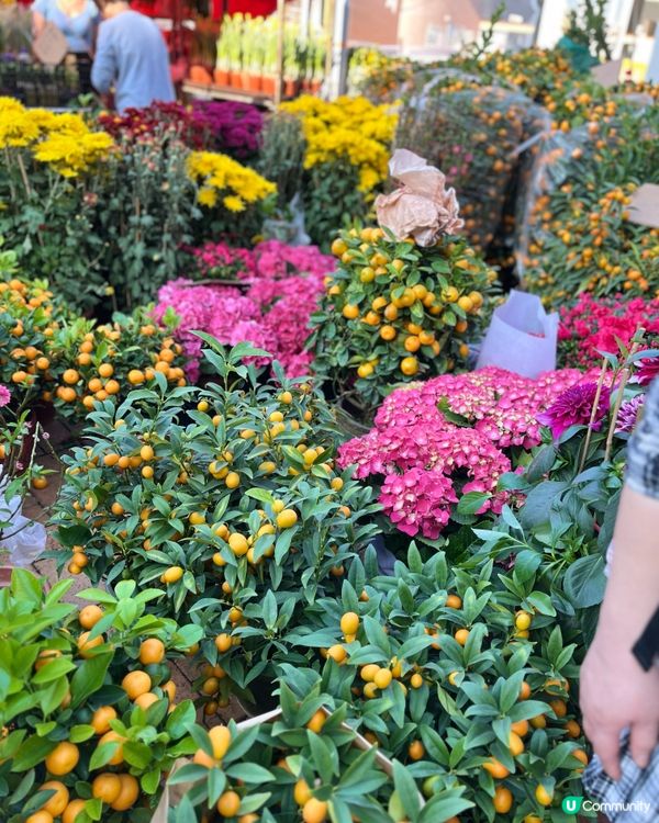 旺角花墟年宵！行過路過唔好錯過！💐✨