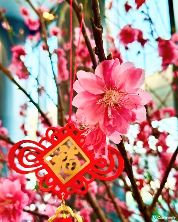 年宵滿載而歸：招財貓、揮春、必買黑松露醬