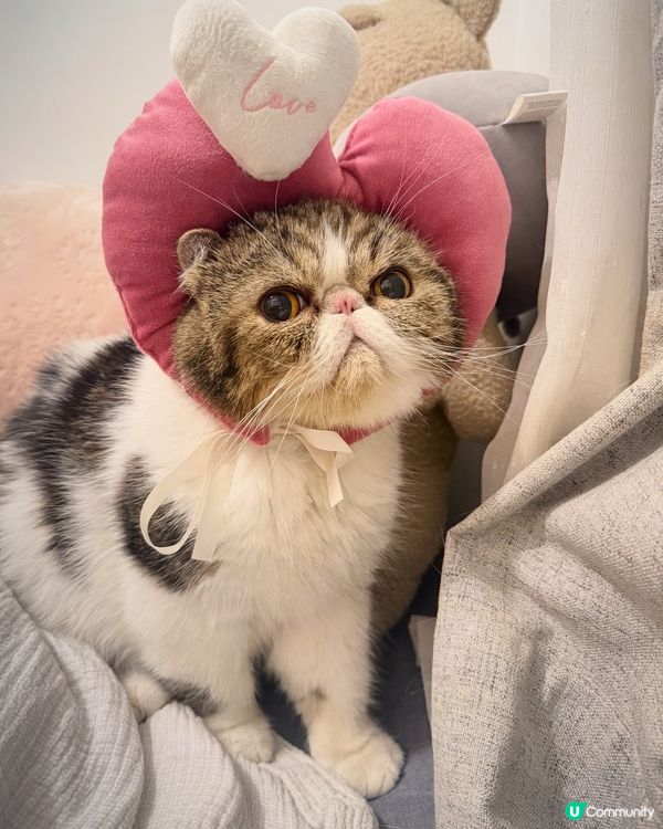 話說大人呢幾日好忙,忙到相都唔記得幫我影就出左街,any肥,...