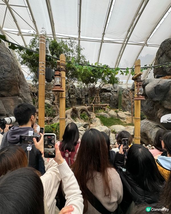 入園必追CP💗加加得得大熊貓一家