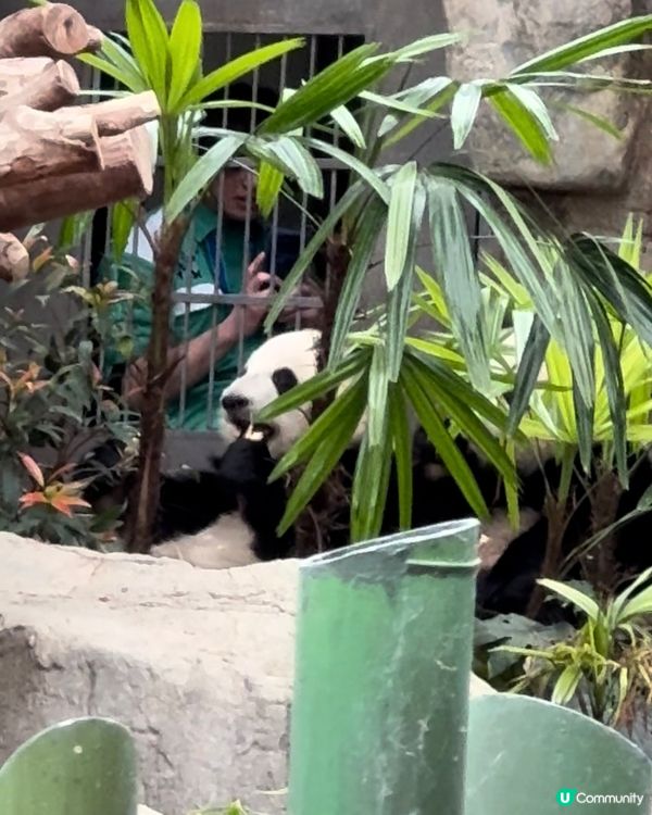 入園必追CP💗加加得得大熊貓一家