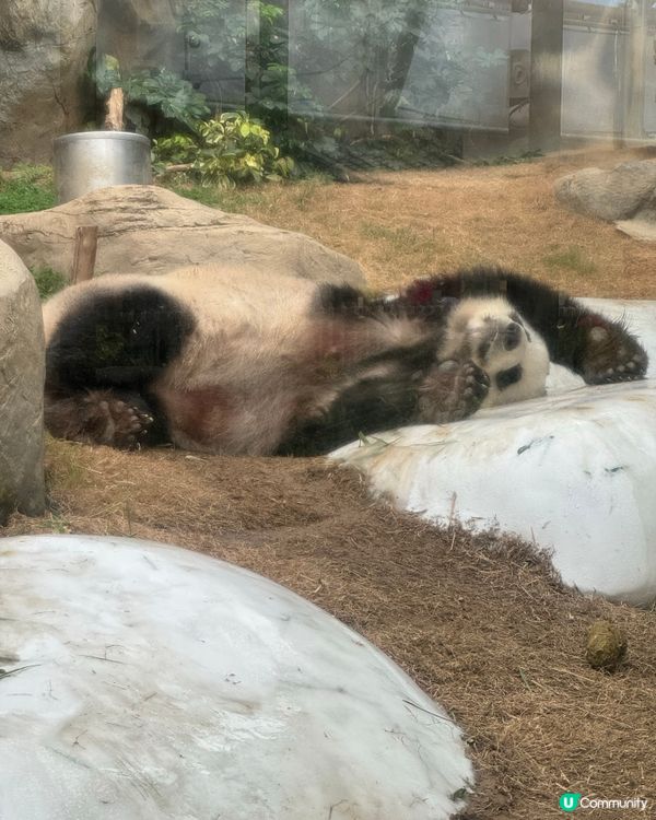 入園必追CP💗加加得得大熊貓一家