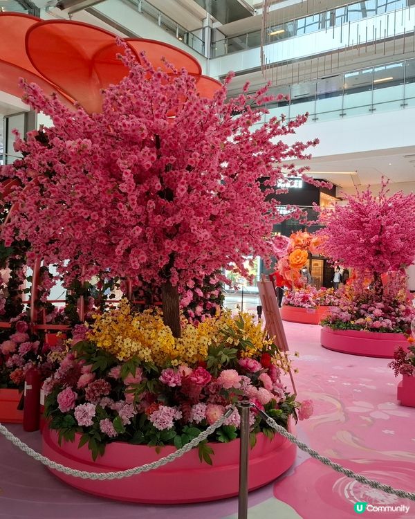 花開富貴，新城市廣場等你影📸🌸