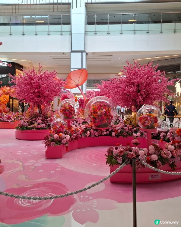 花開富貴，新城市廣場等你影📸🌸