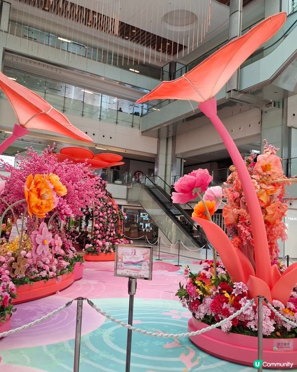 花開富貴，新城市廣場等你影📸🌸