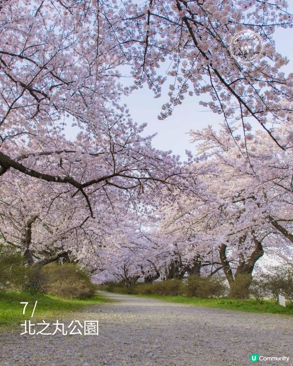 東京賞櫻！🌸2026必去10大點！