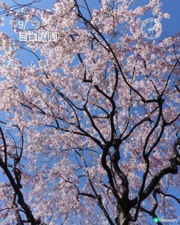 東京賞櫻！🌸2026必去10大點！