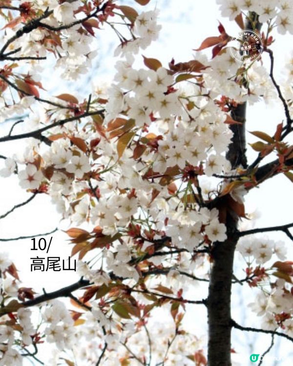 東京賞櫻！🌸2026必去10大點！