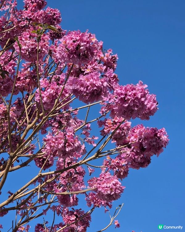 🌸 粉紅奧海城🏃‍♂️ 玩轉五環遊樂園⭕️新公園