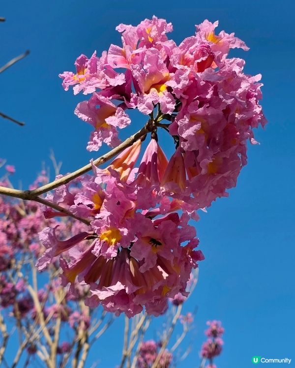 🌸 粉紅奧海城🏃‍♂️ 玩轉五環遊樂園⭕️新公園