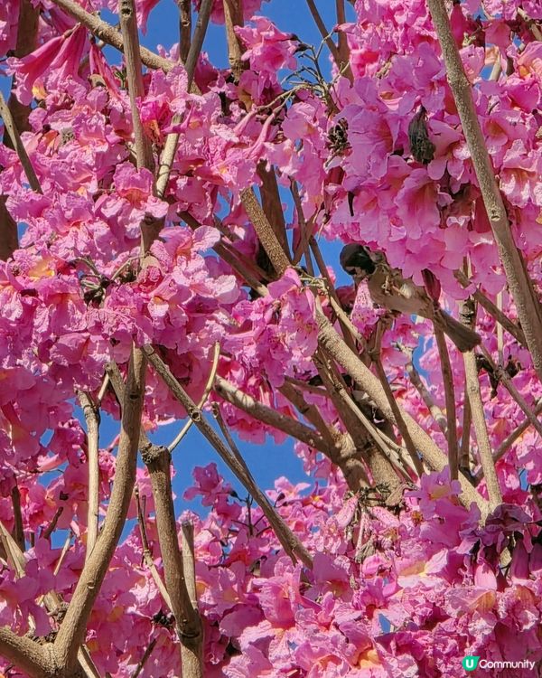 🌸 粉紅奧海城🏃‍♂️ 玩轉五環遊樂園⭕️新公園