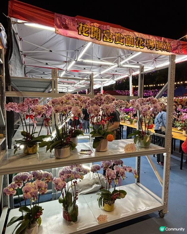 新春打卡必去·將軍澳寶康公園·人山人海