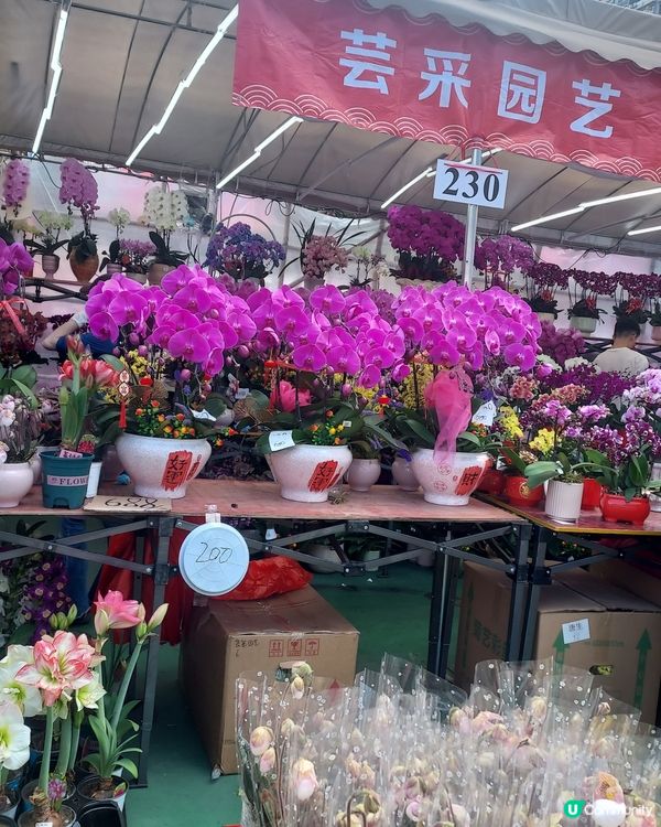 維園掃貨！年花靚品買不停 🌸🐉
