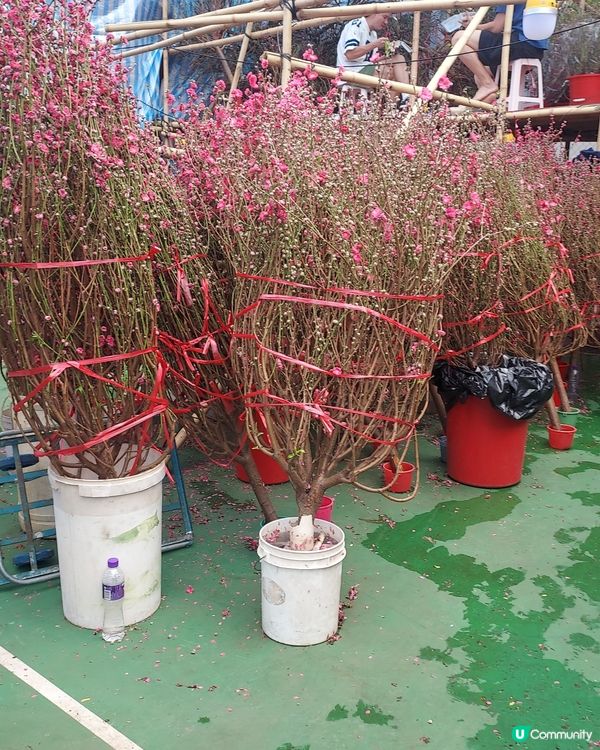 維園掃貨！年花靚品買不停 🌸🐉