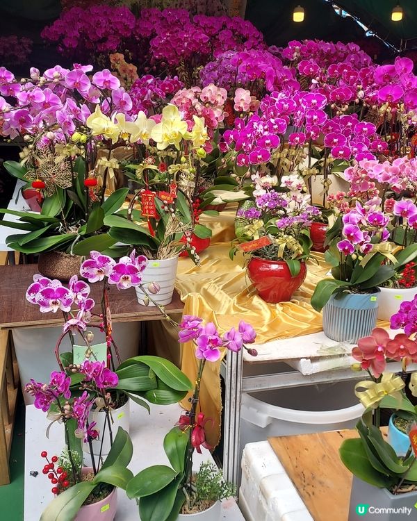 維園掃貨！年花靚品買不停 🌸🐉