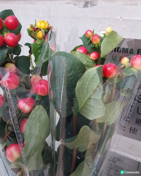 維園掃貨！年花靚品買不停 🌸🐉