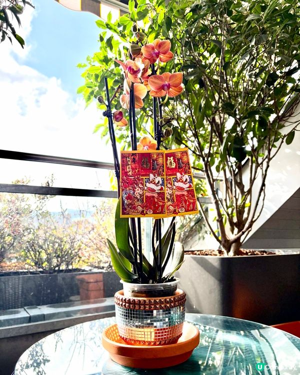 《橙蘭開瑞氣:蘇黎世的春日花語》 🌸