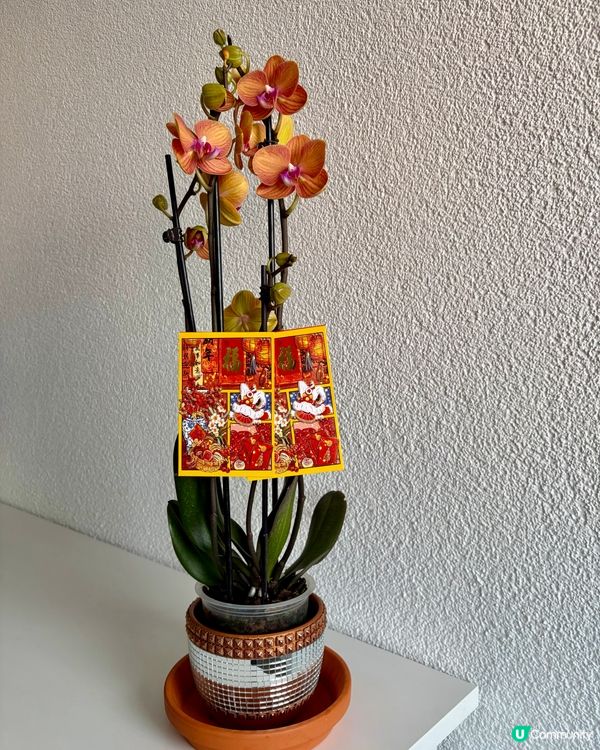 《橙蘭開瑞氣:蘇黎世的春日花語》 🌸