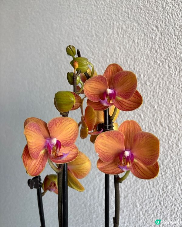 《橙蘭開瑞氣:蘇黎世的春日花語》 🌸