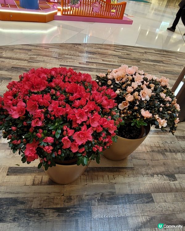 財神駕到！新年好運擋不住 🧧✨