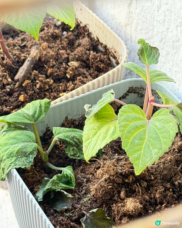 種咗幾耐唔識生？🌱求救！