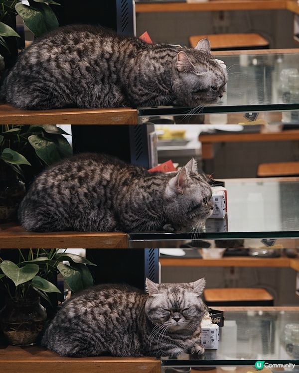 新年馬仔啡：馬年行大運｜# Coffee 🐎☕️