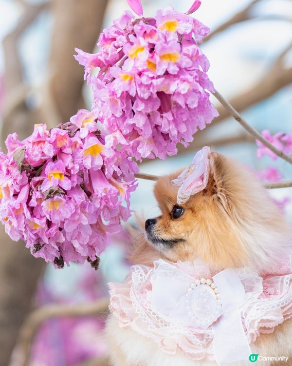 紅風鈴木💐秒殺奧海城！😍