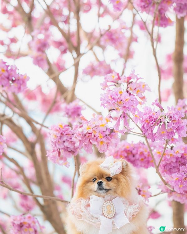 紅風鈴木💐秒殺奧海城！😍
