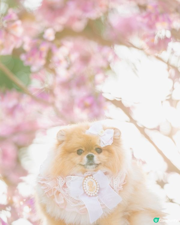 紅風鈴木💐秒殺奧海城！😍