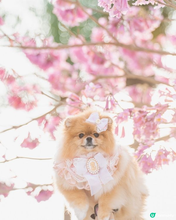 紅風鈴木💐秒殺奧海城！😍