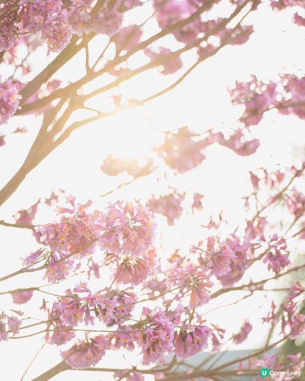 紅風鈴木💐秒殺奧海城！😍