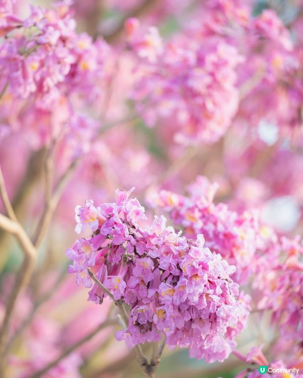 紅風鈴木💐秒殺奧海城！😍