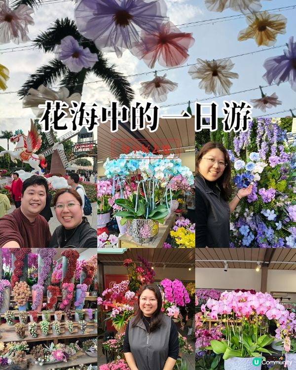 北上深圳荷蘭小鎮行花市，歎藍花賞金魚食打糕