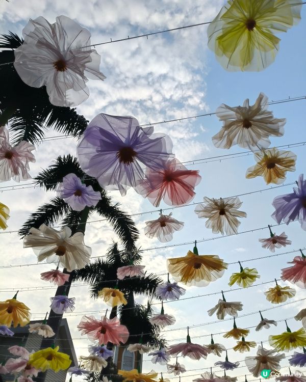 北上深圳荷蘭小鎮行花市，歎藍花賞金魚食打糕