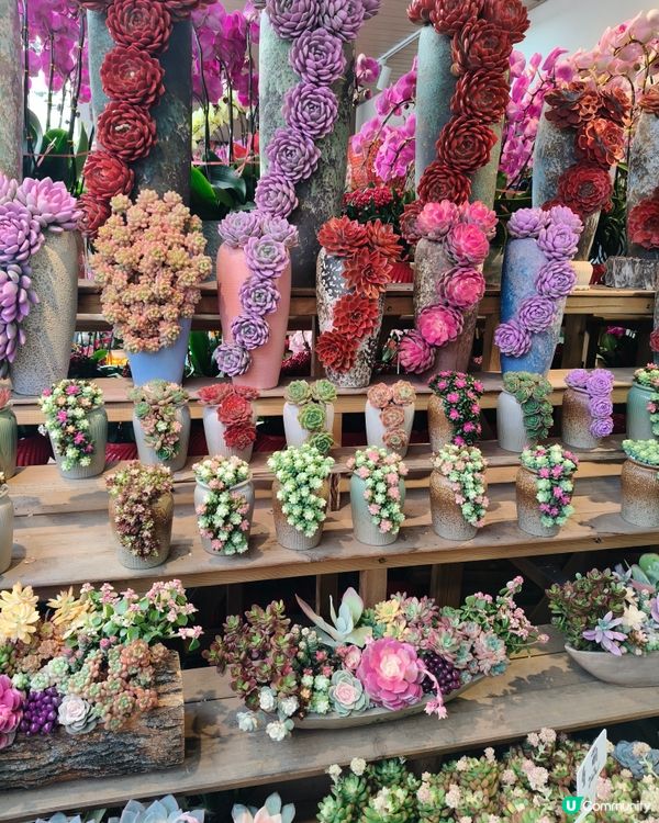 北上深圳荷蘭小鎮行花市，歎藍花賞金魚食打糕