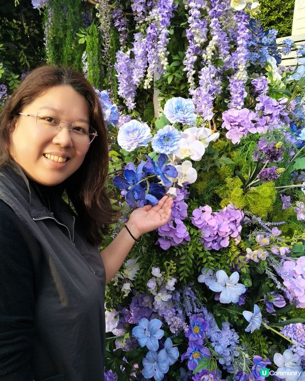 北上深圳荷蘭小鎮行花市，歎藍花賞金魚食打糕