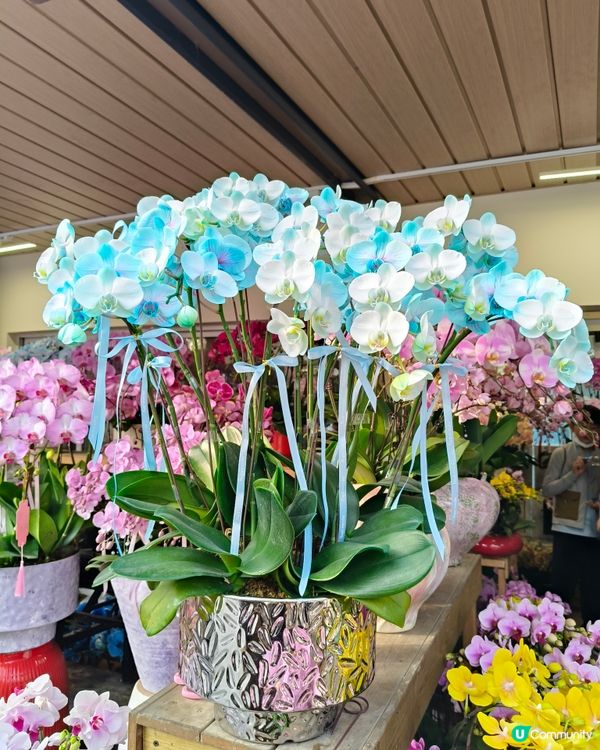 北上深圳荷蘭小鎮行花市，歎藍花賞金魚食打糕