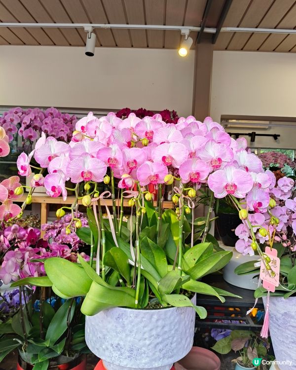 北上深圳荷蘭小鎮行花市，歎藍花賞金魚食打糕