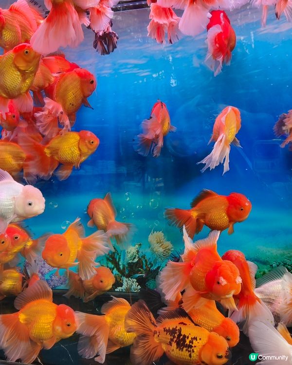 北上深圳荷蘭小鎮行花市，歎藍花賞金魚食打糕