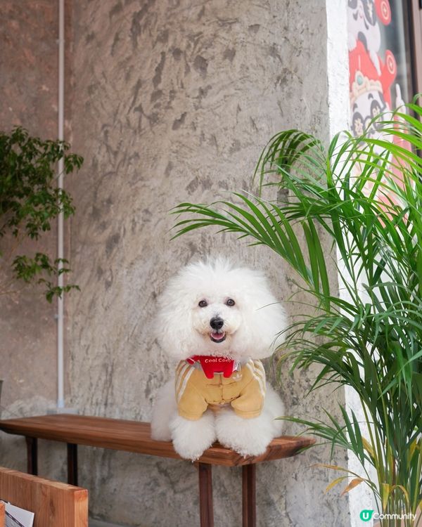 🐶🐾 天后興發街新cafe寵物友善