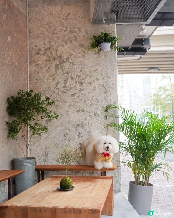 🐶🐾 天后興發街新cafe寵物友善